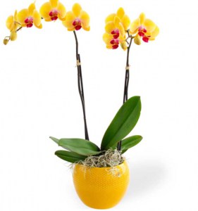 Orchidee Cadeau Sarah Abraham